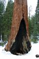 20-Sequoia 0017